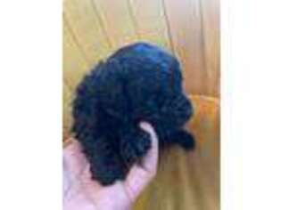 Mutt Puppy for sale in Saint Charles, MO, USA