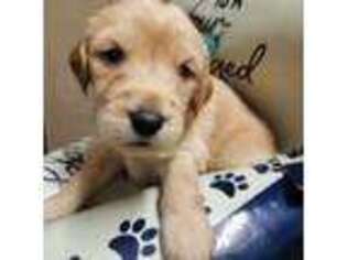 Goldendoodle Puppy for sale in North Kingstown, RI, USA