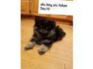 Pomeranian Puppy for sale in Saint Maries, ID, USA