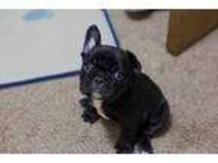 French Bulldog Puppy for sale in Hutchinson, KS, USA