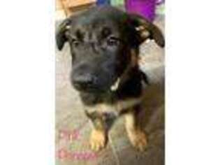 German Shepherd Dog Puppy for sale in Hiawassee, GA, USA