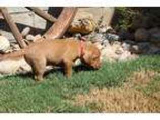 Vizsla Puppy for sale in Santee, CA, USA