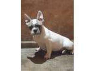 French Bulldog Puppy for sale in Anoka, MN, USA