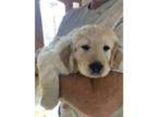Labradoodle Puppy for sale in Orem, UT, USA