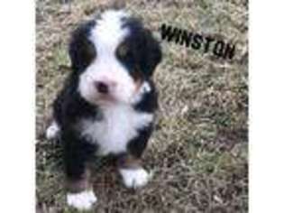 Bernese Mountain Dog Puppy for sale in James Creek, PA, USA