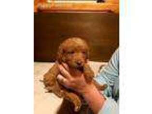 Labradoodle Puppy for sale in Farmington, ME, USA
