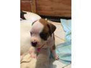 Boxer Puppy for sale in Southbridge, MA, USA