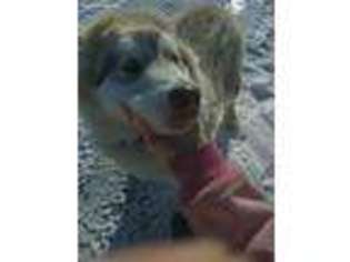 Alaskan Malamute Puppy for sale in Ubly, MI, USA