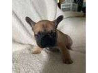 French Bulldog Puppy for sale in Westville, IL, USA