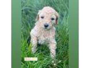 Goldendoodle Puppy for sale in Tacoma, WA, USA