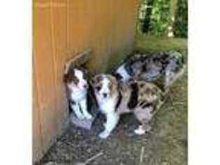 Australian Shepherd Puppy for sale in Huntingtown, MD, USA