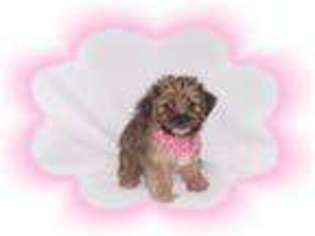 Shorkie Tzu Puppy for sale in NASHUA, NH, USA