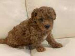 Goldendoodle Puppy for sale in Atlanta, GA, USA