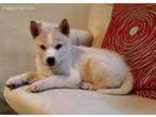 Siberian Husky Puppy for sale in Manlius, NY, USA