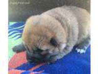 Shiba Inu Puppy for sale in Princeton, MO, USA