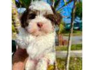 Havanese Puppy for sale in Merritt Island, FL, USA