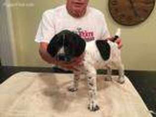 German Shorthaired Pointer Puppy for sale in Bloomfield, IN, USA