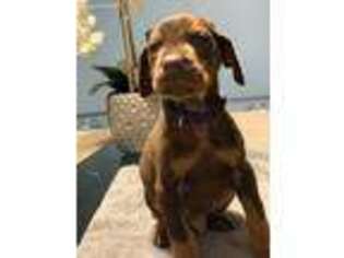 Doberman Pinscher Puppy for sale in Sparta, MI, USA