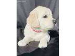 Mutt Puppy for sale in Clinton, AR, USA