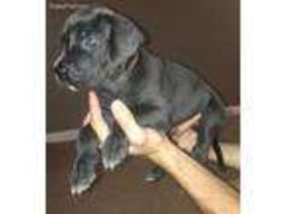 Great Dane Puppy for sale in Kingsland, GA, USA
