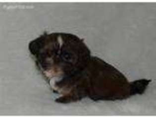 Mutt Puppy for sale in Johannesburg, MI, USA