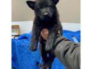 German Shepherd Dog Puppy for sale in Algona, IA, USA