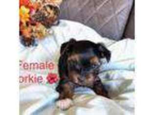 Yorkshire Terrier Puppy for sale in Adams Run, SC, USA
