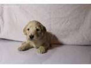Mutt Puppy for sale in Red Oak, IA, USA
