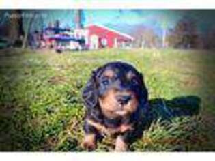 Dachshund Puppy for sale in Marshfield, MO, USA