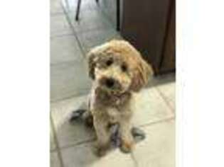 Goldendoodle Puppy for sale in Williamstown, NJ, USA