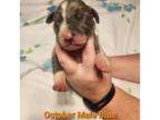 Great Dane Puppy for sale in Robertsdale, AL, USA