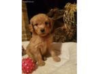 Goldendoodle Puppy for sale in Staunton, VA, USA