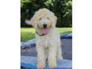 Goldendoodle Puppy for sale in Elnora, IN, USA