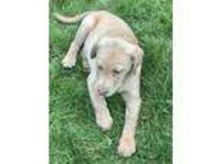Labrador Retriever Puppy for sale in Woodstock, CT, USA