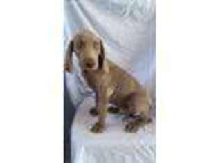 Weimaraner Puppy for sale in Middleburg, PA, USA