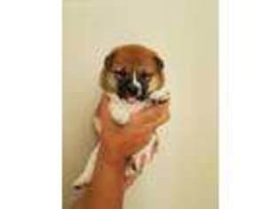 Shiba Inu Puppy for sale in Suwanee, GA, USA