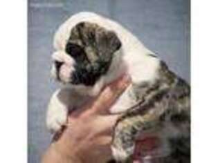 Bulldog Puppy for sale in Panama, NY, USA