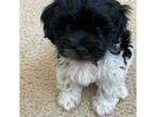 Havanese Puppy for sale in Frisco, TX, USA