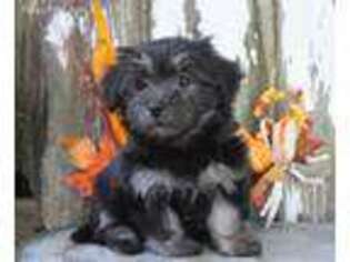 Havanese Puppy for sale in Memphis, MO, USA