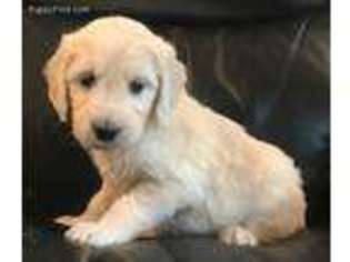 Goldendoodle Puppy for sale in Sunset, SC, USA