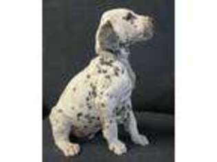 Dalmatian Puppy for sale in Mount Juliet, TN, USA