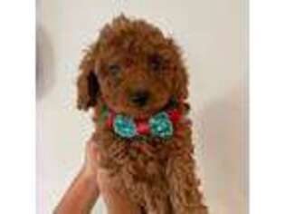 Mutt Puppy for sale in Los Angeles, CA, USA