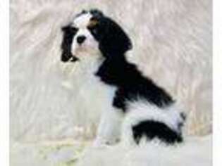 Cavalier King Charles Spaniel Puppy for sale in Hersey, MI, USA