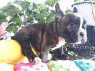 French Bulldog Puppy for sale in Pembroke Pines, FL, USA