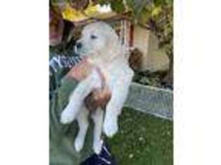 Golden Retriever Puppy for sale in Windsor, PA, USA