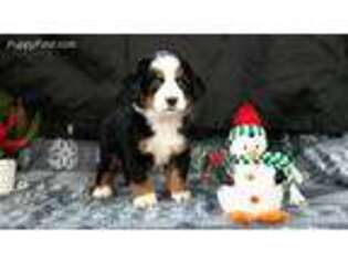 Bernese Mountain Dog Puppy for sale in Jasonville, IN, USA
