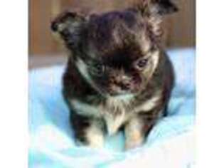 Chihuahua Puppy for sale in Natchitoches, LA, USA