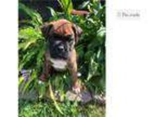Boxer Puppy for sale in Eau Claire, WI, USA