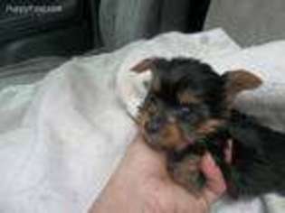 Yorkshire Terrier Puppy for sale in Burlington, NC, USA