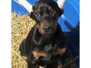 Doberman Pinscher Puppy for sale in Augusta, GA, USA
